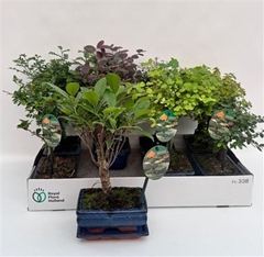 Bonsai Mix 15Ø 30cm