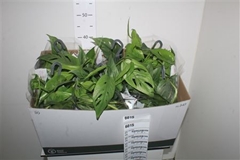 Epipremnum Cebu Blue 15Ø 45cm