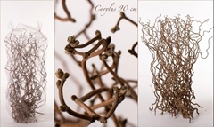 Corylus Contorta 90cm 2-year