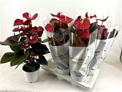 Anthurium Coral Champion 17Ø 60cm