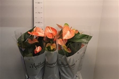 Anthurium Livium Orange 17Ø 55cm