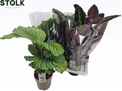 Calathea Mixed 4 Varietys 17Ø 65cm