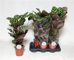 Calathea Makoyana 17Ø 60cm