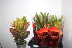 Codiaeum Big Leaf Excellent 17Ø 45cm