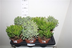 Crassula Mixed 17Ø 30cm