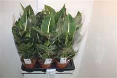 Dieffenbachia Green Magic 17Ø 60cm
