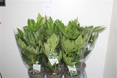 Fatsia Variegata 17Ø 50cm