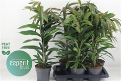 Ficus Amstel King 17Ø 75cm