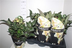 Helleborus Viv Valeria 17Ø 35cm