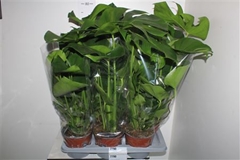 Monstera Deliciosa 17Ø 65cm