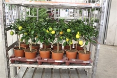 Citrus Meyer 19Ø 65cm