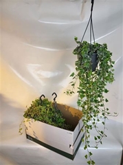 Hedera Helix White Wonder 19Ø 70cm
