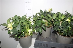 Helleborus Christmas Carol 19Ø 35cm