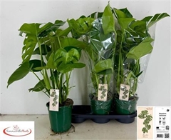 Monstera Deliciosa 19Ø 70cm