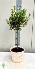 Olea Europaea 20Ø 70cm