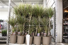 Dracaena Bicolor 21Ø 95cm
