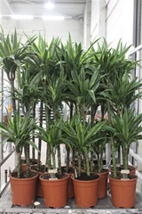 Dracaena Lemon Lime 24Ø 140cm