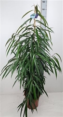 Ficus Alii 27Ø 150cm