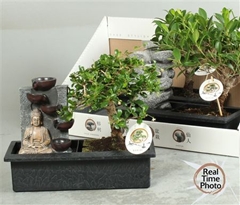 Bonsai Mix 29Ø 30cm