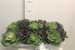 Brassica Oleracea 10Ø 15cm