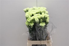 Dianthus Single Goblin 75cm