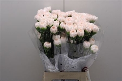 Dianthus Single Brut 70cm