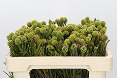 Brunia Fragarioides 50cm