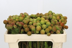 Berzelia Galpinii 50cm