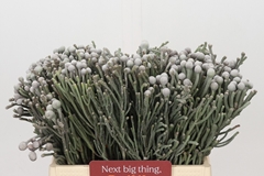 Brunia Silver 40cm
