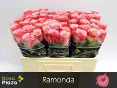 Rosa Ramonda 50cm