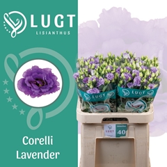 Eustoma Double Corelli Lavender 70cm