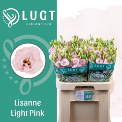 Eustoma Double Lisanne Light Pink 70cm
