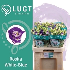 Eustoma Double Rosita Blue Picotee 70cm