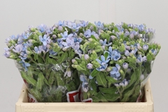 Oxypetalum Tweedia Blue 35cm