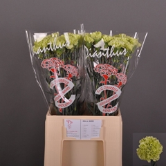 Dianthus Single Goblin 60cm