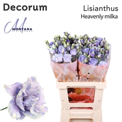 Eustoma Double Painted Heavenly Milka 70cm