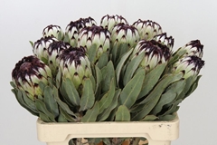 Protea Magnifica Niobe 60cm