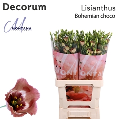 Eustoma Single Bohemian Choco 70cm