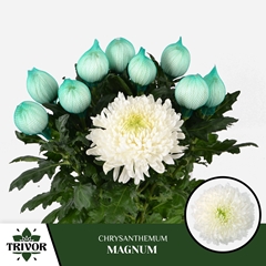 Chrysanth Single Magnum 70cm 75gr.