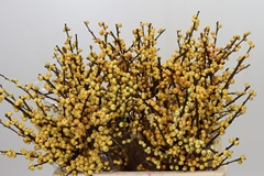Ilex Magical Citronella 60cm