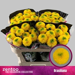 Chrysanth Single Brasiliana 70cm 80gr.