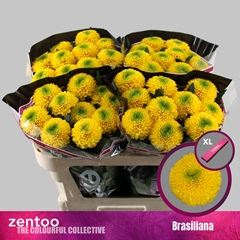 Chrysanth Single Brasiliana 70cm 80gr.