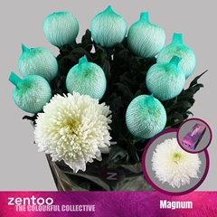 Chrysanth Single Magnum 70cm 105gr.