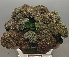 Hydrangea Mix 70cm 12-14cm Hd
