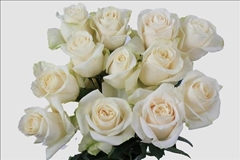Rosa Vendela 50cm