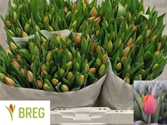 Tulip Single Ad Rem 40cm 45gr.