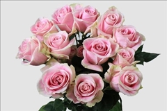 Rosa Rosita Vendela 50cm