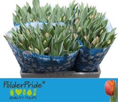 Tulip Single Ad Rem 45cm 55gr.