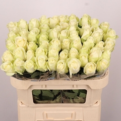 Rosa Snowstorm+ 70cm
