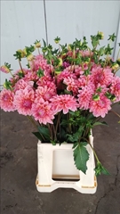 Dahlia Doris Duke 50cm